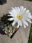 Preview: Acanthocalycium peitscherianum